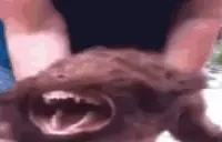 FERAL emote for Discord