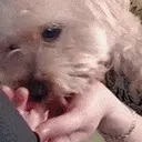 feral emote for Discord