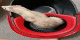 FertSpin emote for Discord