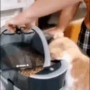 FeedUsGloriousLeader emote for Discord