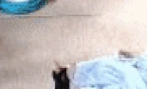 Feral1v1 emote for Discord