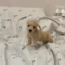 Felipillo emote for Discord