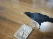 FeedAHomie emote for Discord