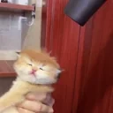 fen emote for Discord