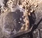 FERALS emote for Discord