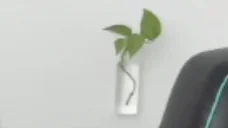 FERNFIX emote for Discord