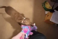 FEASTINGftRex animated emote for Discord, Twitch and Slack