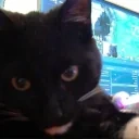 fencatak emote for Discord