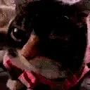 fentalright emote for Discord