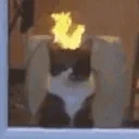 firecat emote for Discord