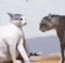 fight emote for Discord