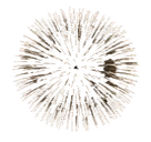 FIREWORKS emote for Discord