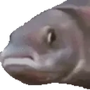 fishJam emote for Discord