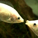 FishAHomie emote for Discord