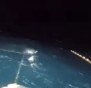 Fish emote for Discord