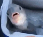 fishsuckingthumb emote for Discord