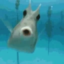 fishKISS emote for Discord