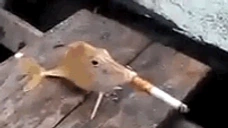 FishSmoke emote for Discord