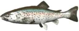 FISH emote for Discord