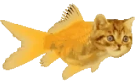 FishBallCat emote for Discord