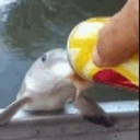 fish emote for Discord