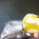 fishDrinking emote for Discord