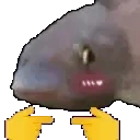 fishShy emote for Discord