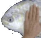 FishPat emote for Discord