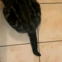 fi emote for Discord