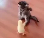 fight emote for Discord