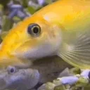 fishahomie emote for Discord