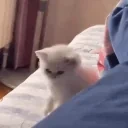 FIGHTMEBITCH emote for Discord