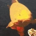 fishBreakfast emote for Discord