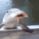 fishslap emote for Discord