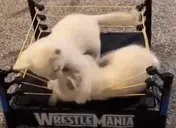 fight emote for Discord