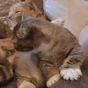 fighting emote for Discord