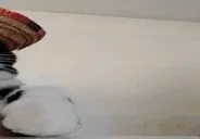 FiestaCat emote for Discord