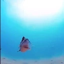 fishKISS emote for Discord