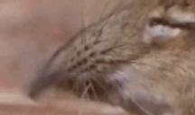 FiringMySnout emote for Discord