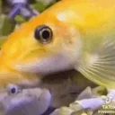 fishSUCC emote for Discord