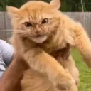 fight emote for Discord