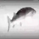 FishSpin emote for Discord