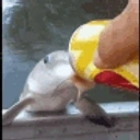 fishDRINKING emote for Discord