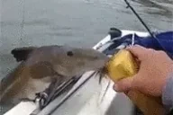 fish emote for Discord