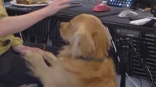 FinnPat emote for Discord