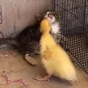 fight emote for Discord