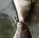 fishahomie emote for Discord