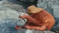 Fishing emote for Discord