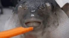 fishycarrot emote for Discord