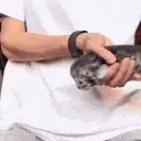 fihh emote for Discord